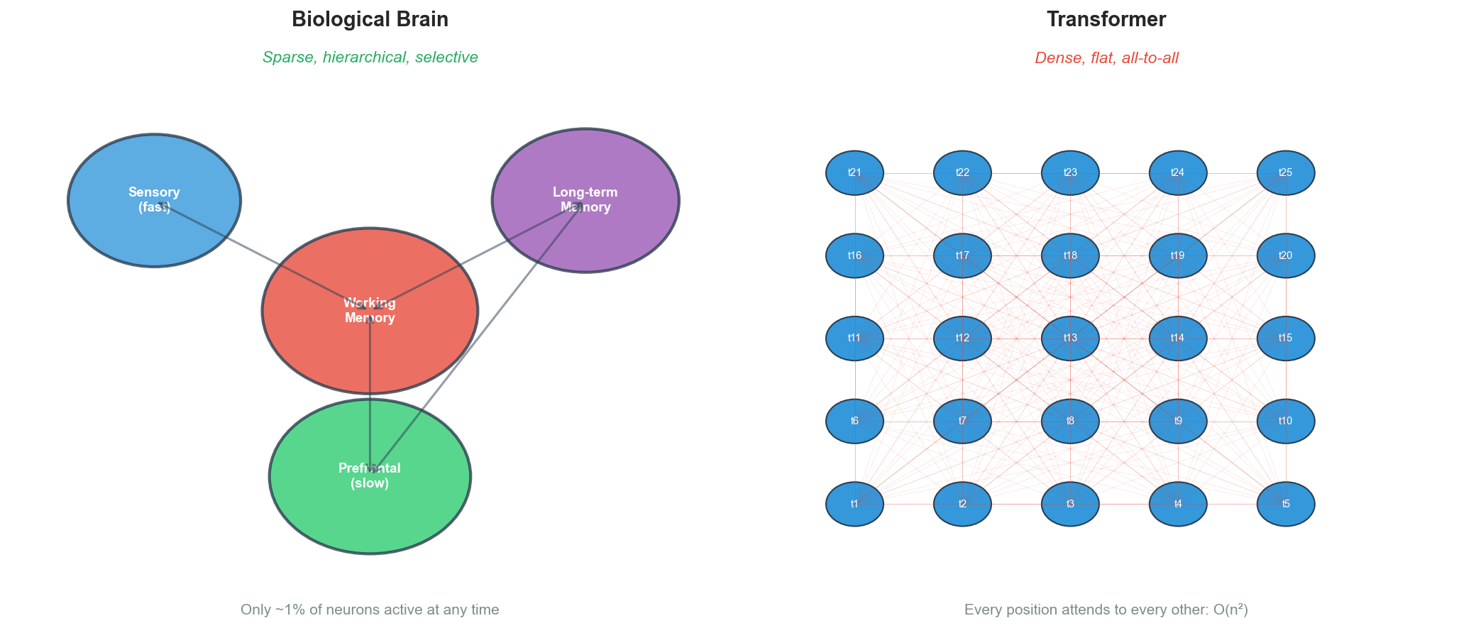 Brain vs Transformer comparison